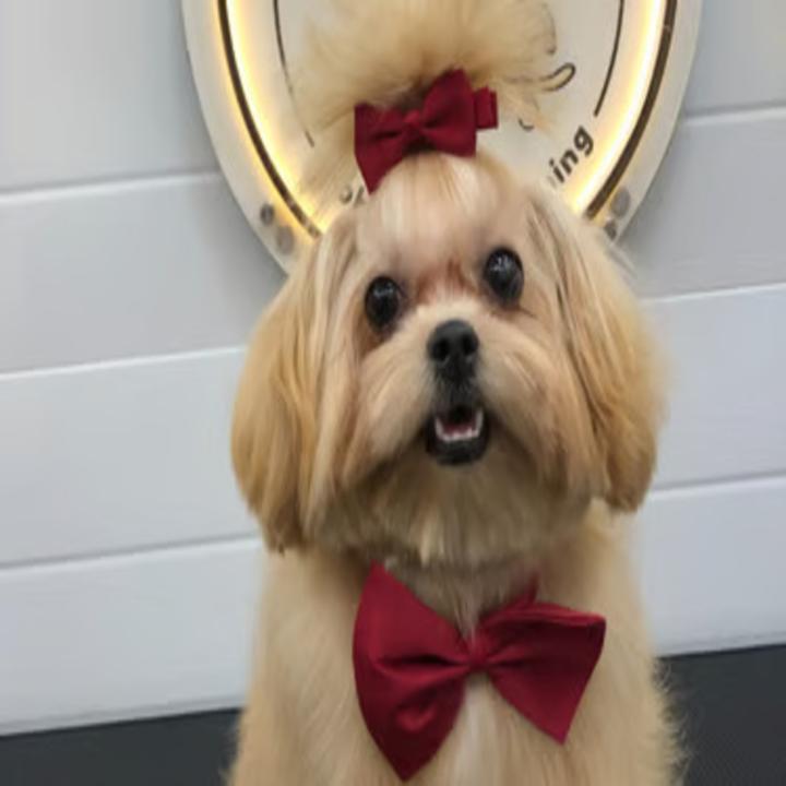 Mobile Pet Grooming Services: Convenient &amp; Professional Care